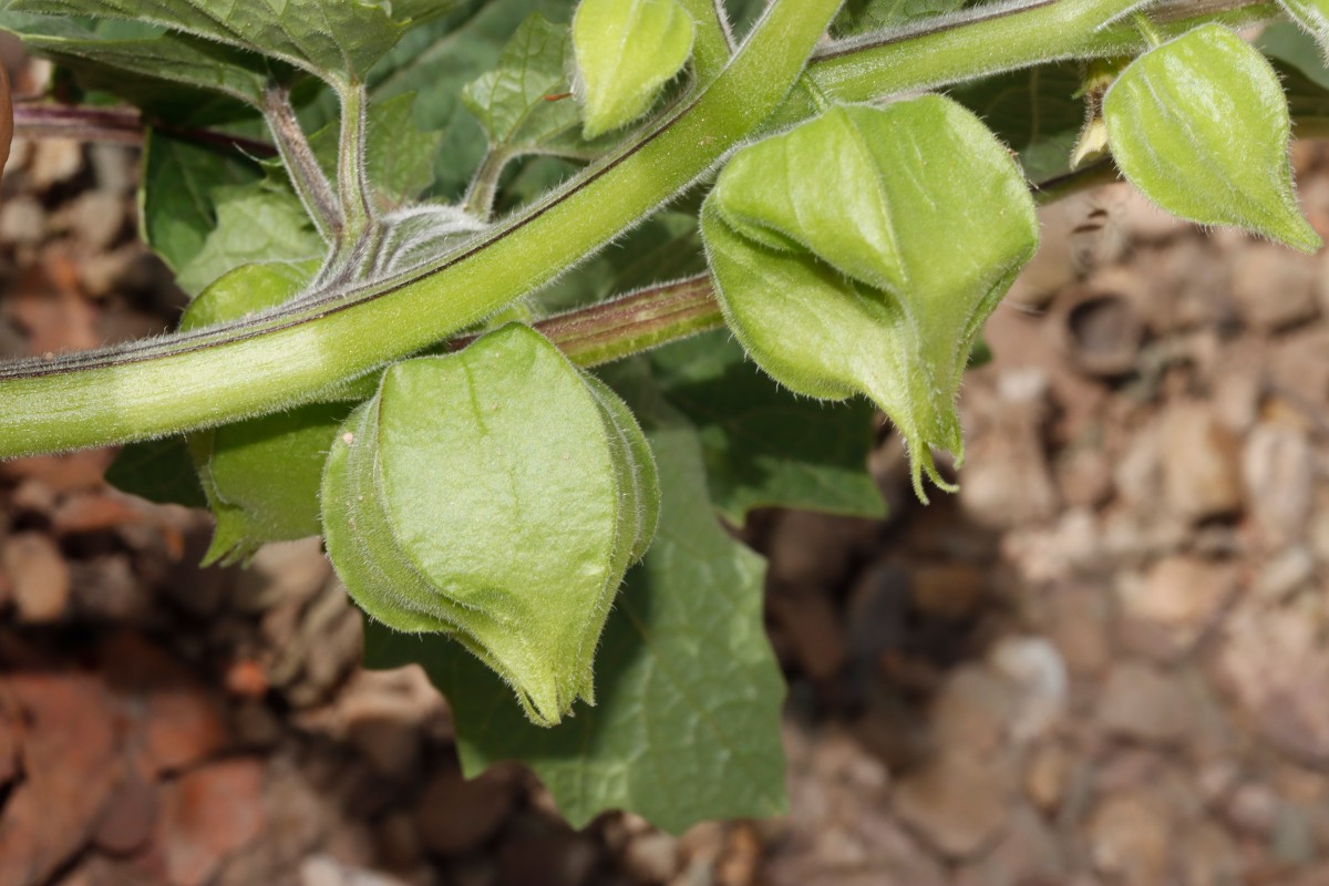 Physalis grisea Maulbronn Tiefer See A14.JPG