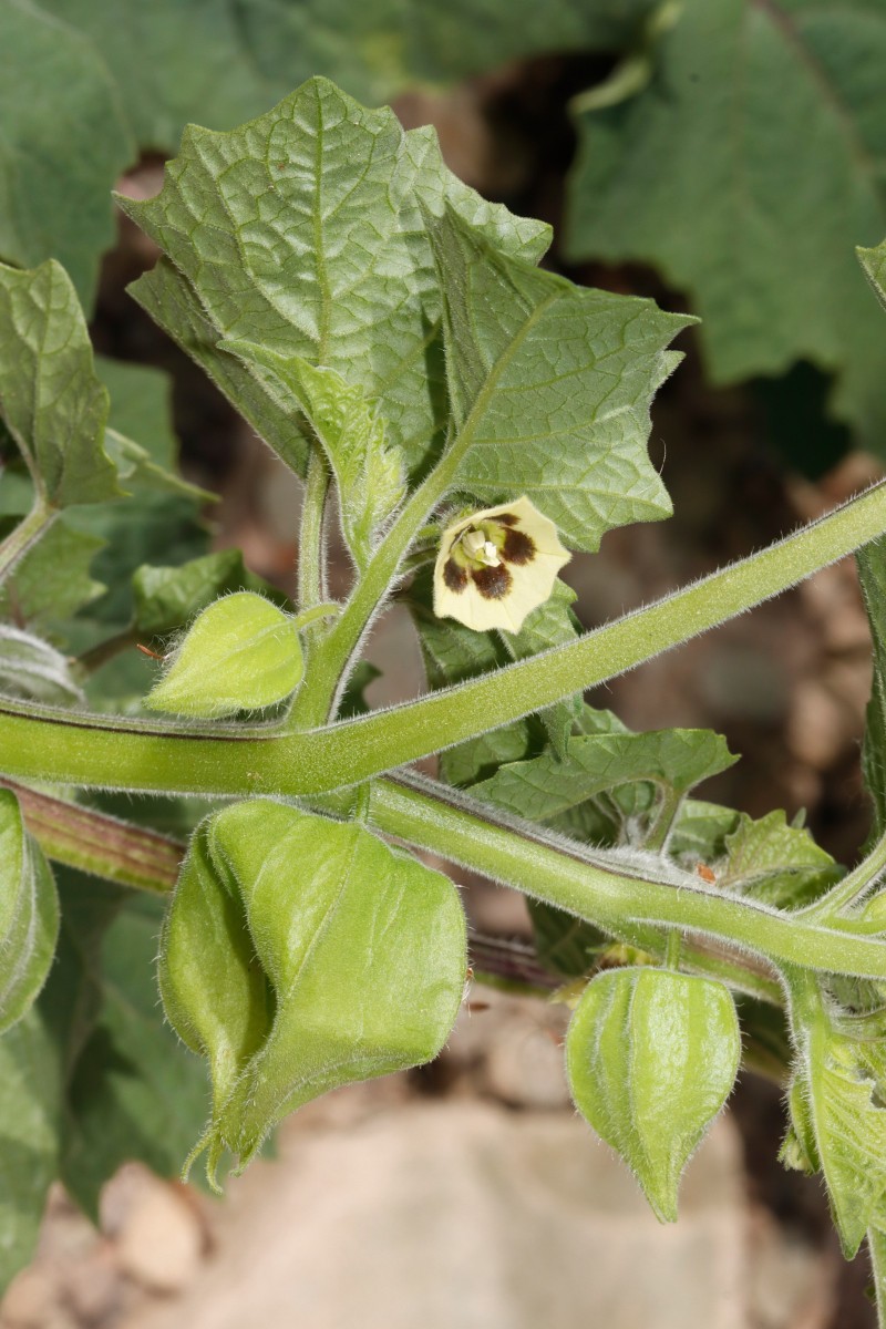Physalis grisea Maulbronn Tiefer See A13.JPG