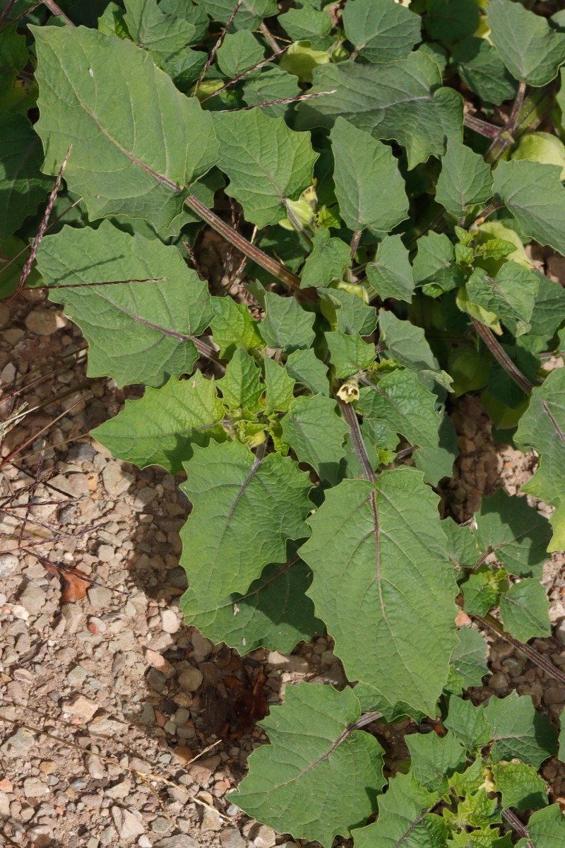 Physalis grisea Maulbronn Tiefer See A12.JPG