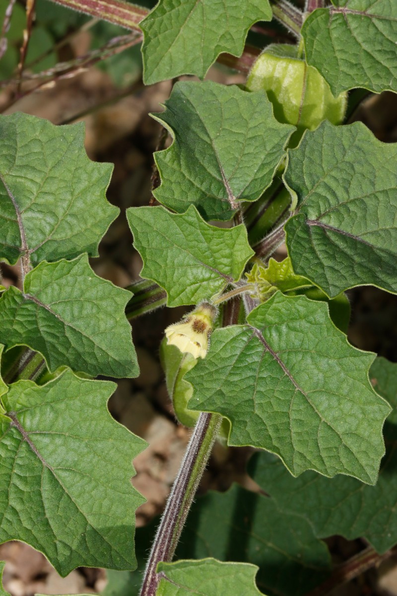 Physalis grisea Maulbronn Tiefer See A03.JPG