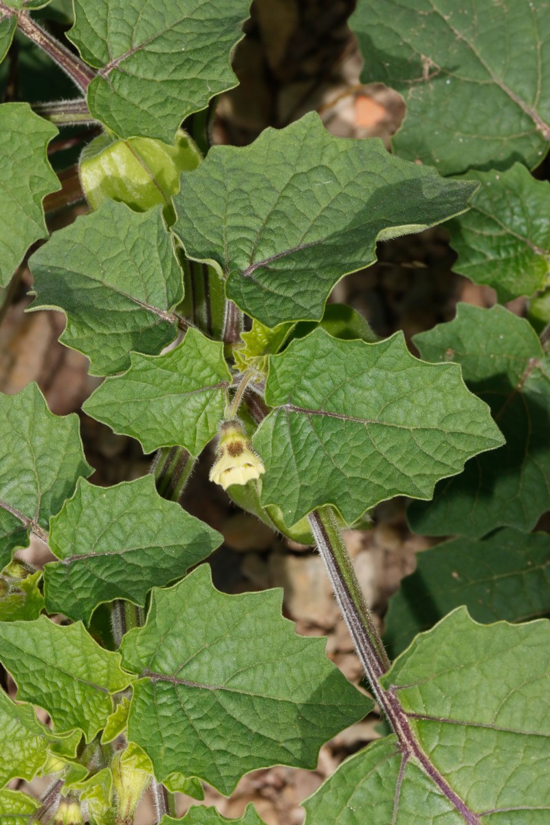 Physalis grisea Maulbronn Tiefer See A01.JPG
