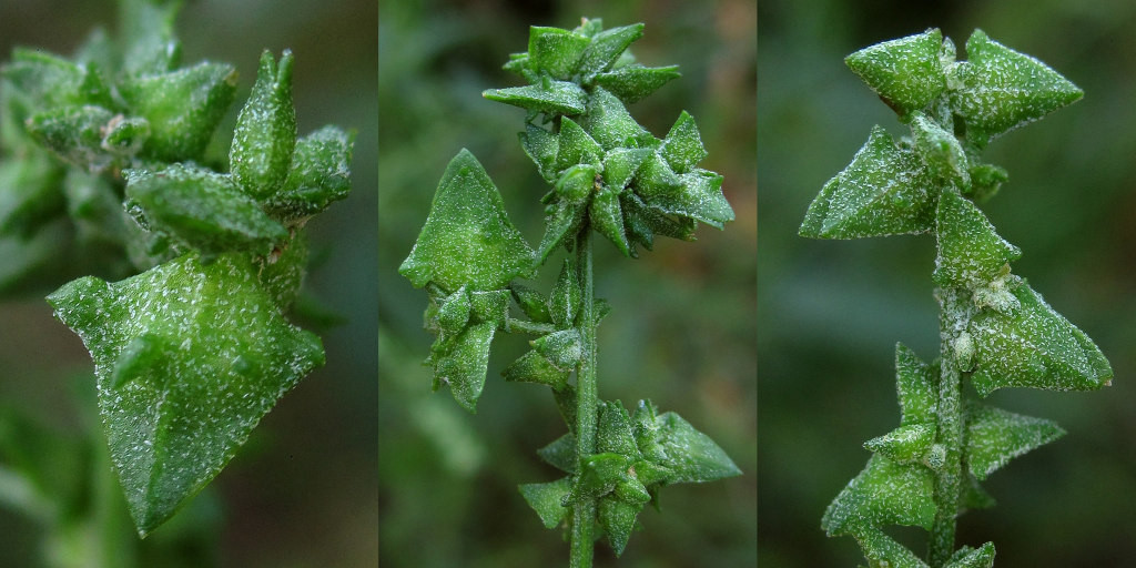 atriplex_cf_patula_rodenberg_2022-10-05 (4).jpg