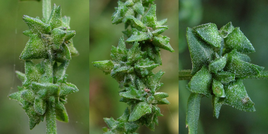 atriplex_cf_patula_rodenberg_2022-10-05 (5).jpg