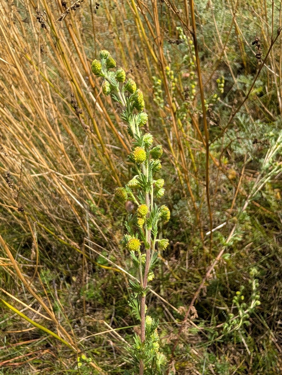 Atriplex_rupestris_ArtenerSolgraben.jpg