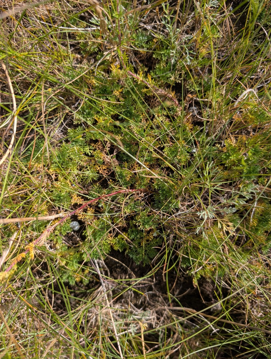 Atriplex_rupestris_ArtenerSolgraben6.jpg