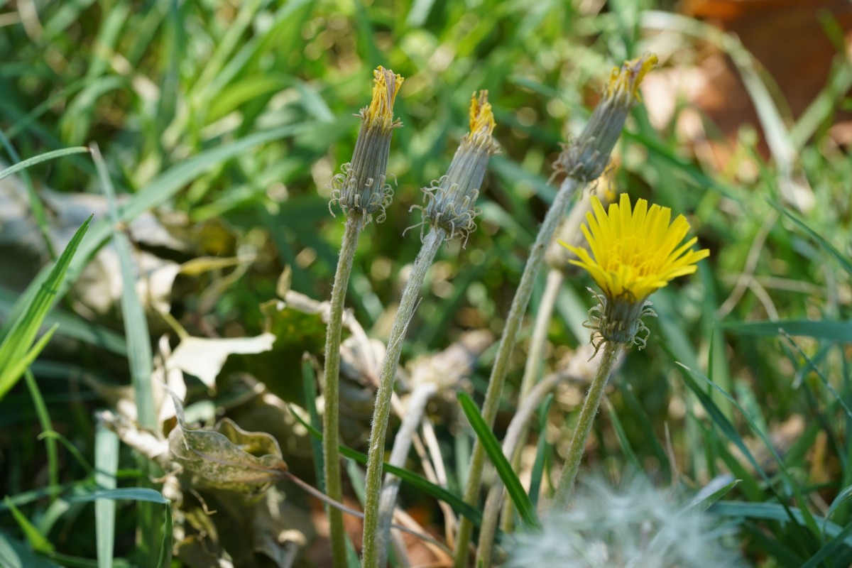 DSC08384.JPG