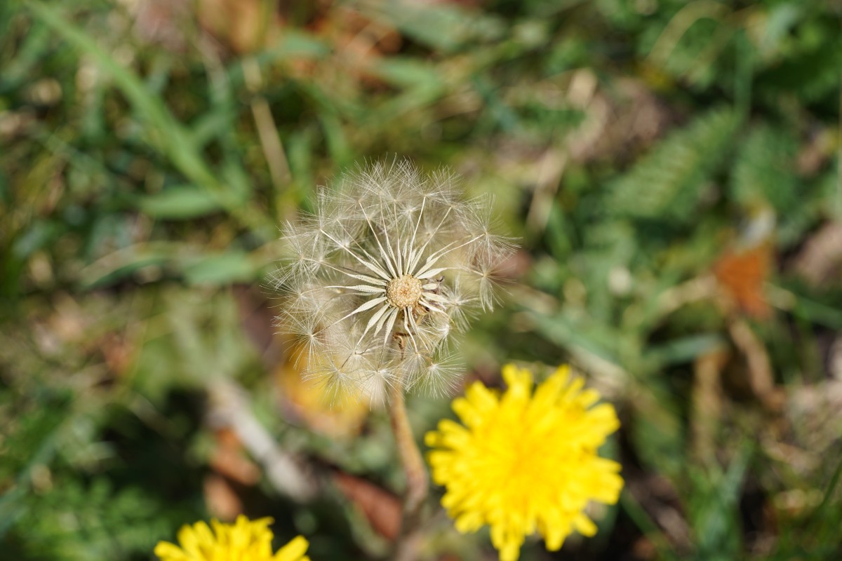DSC08389.JPG