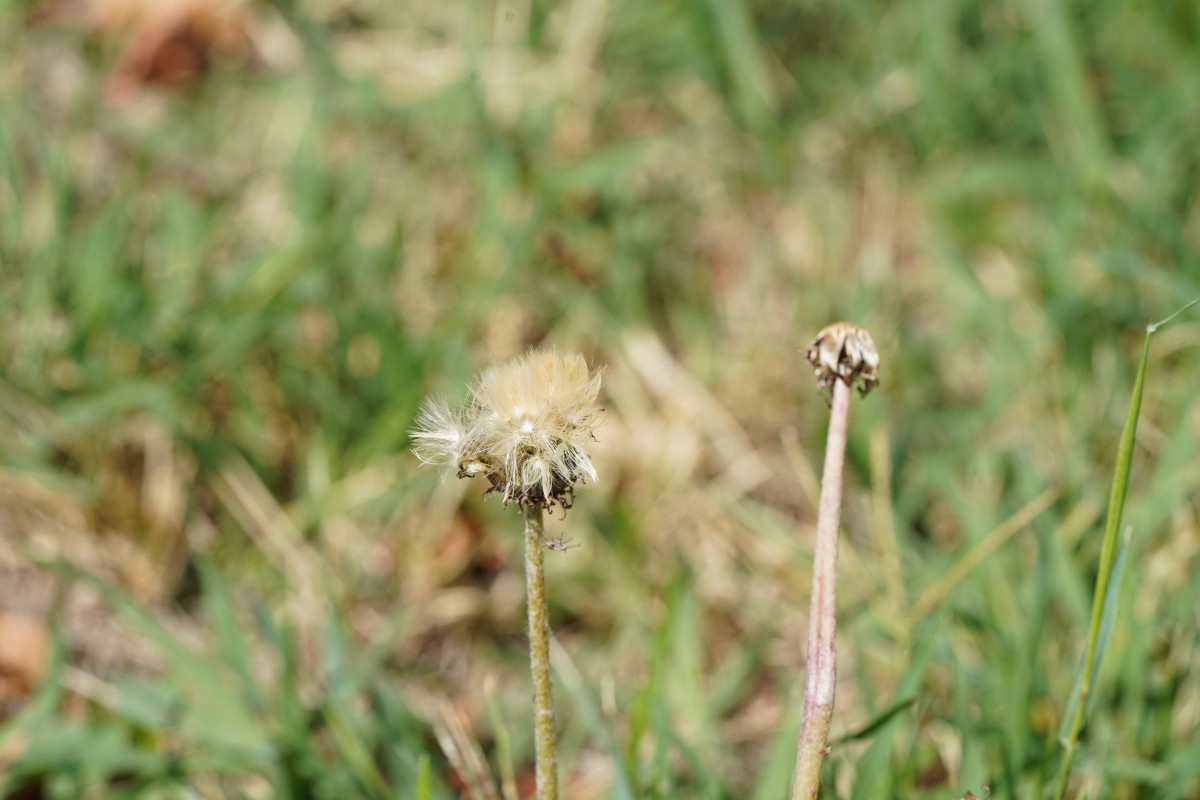 DSC08397.JPG