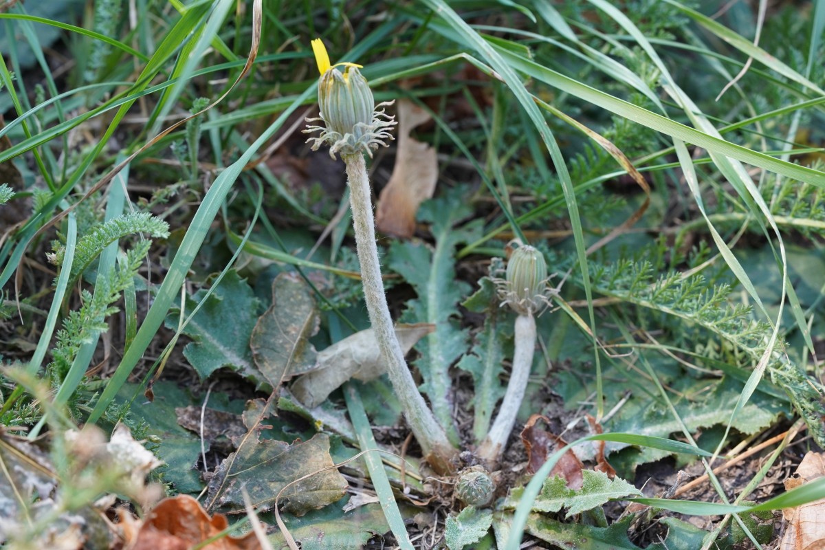 DSC08403.JPG