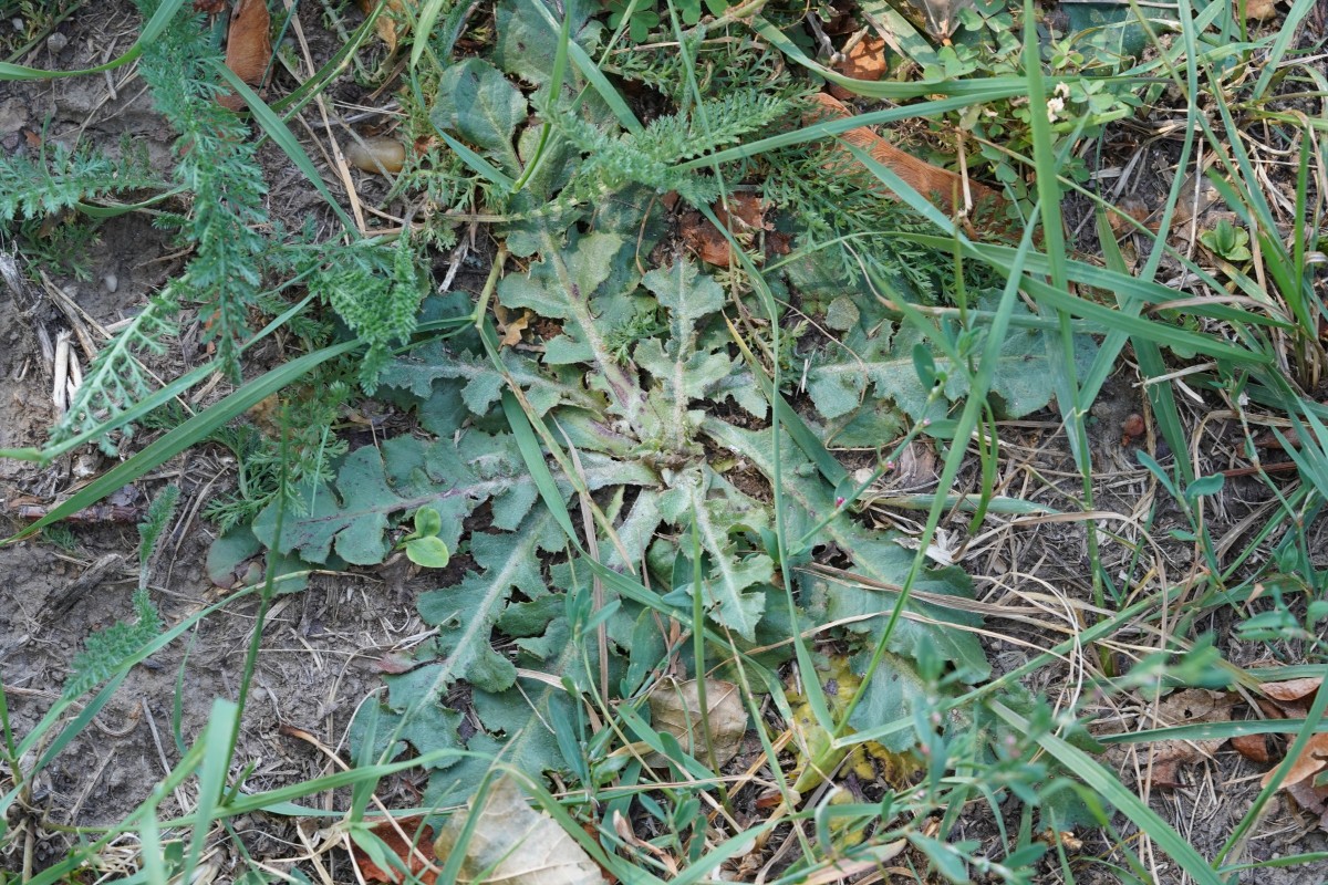 DSC08404.JPG
