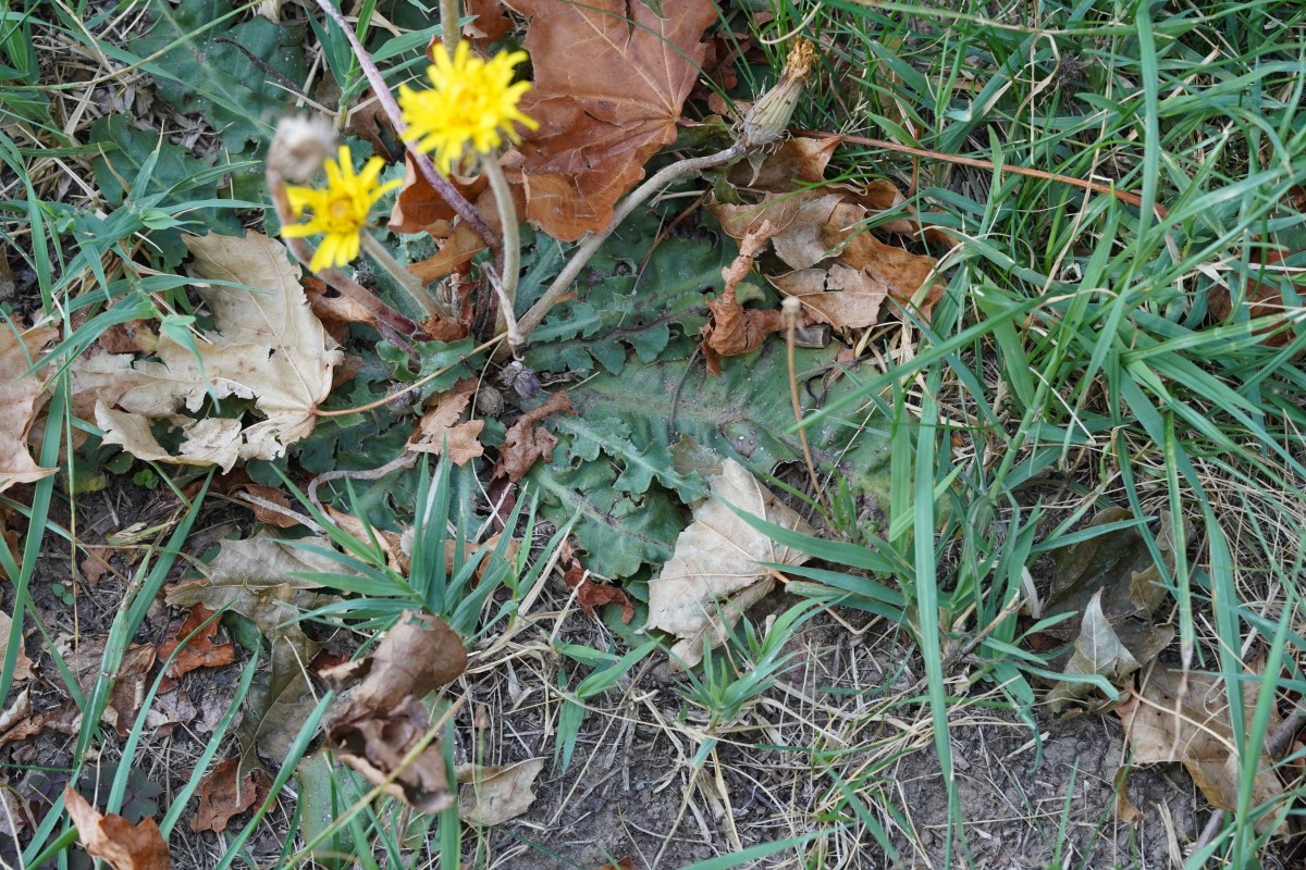 DSC08405.JPG