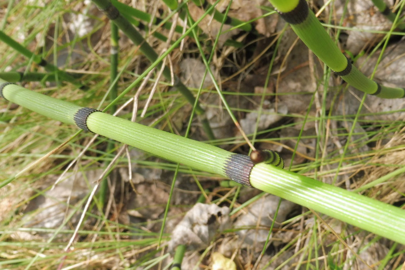 Equisetum Brandenburg Bahn 2.JPG