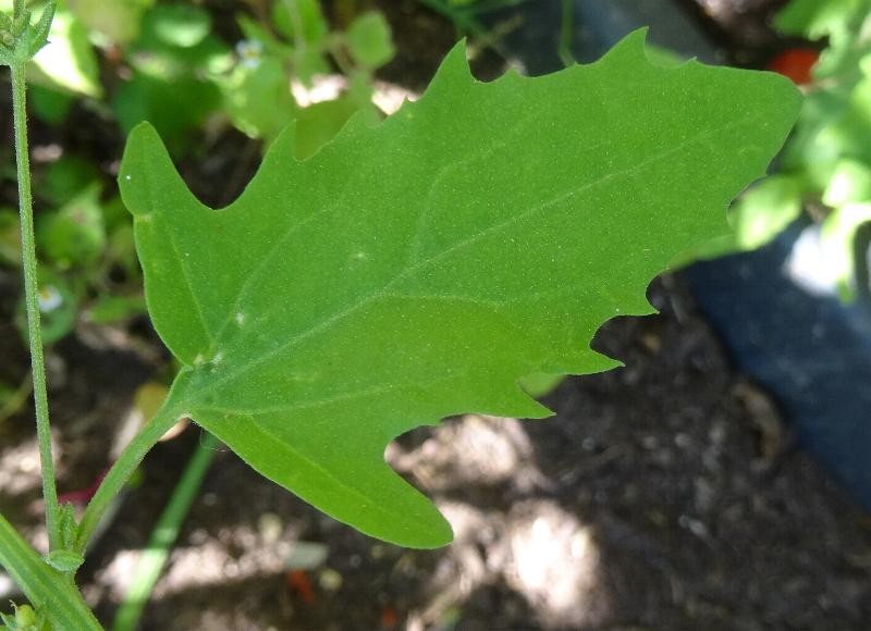 DSC09488.JPG