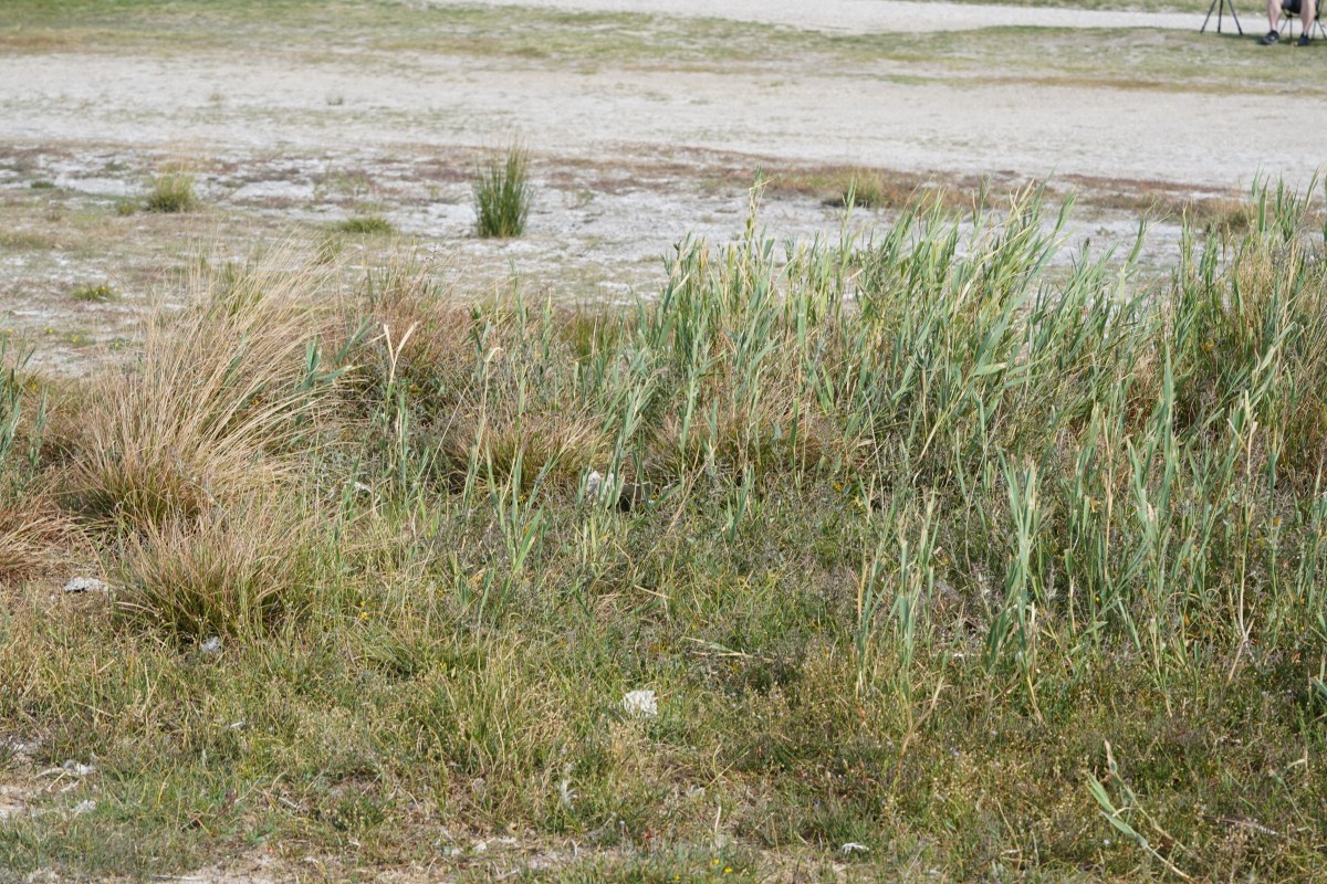 DSC08657.JPG