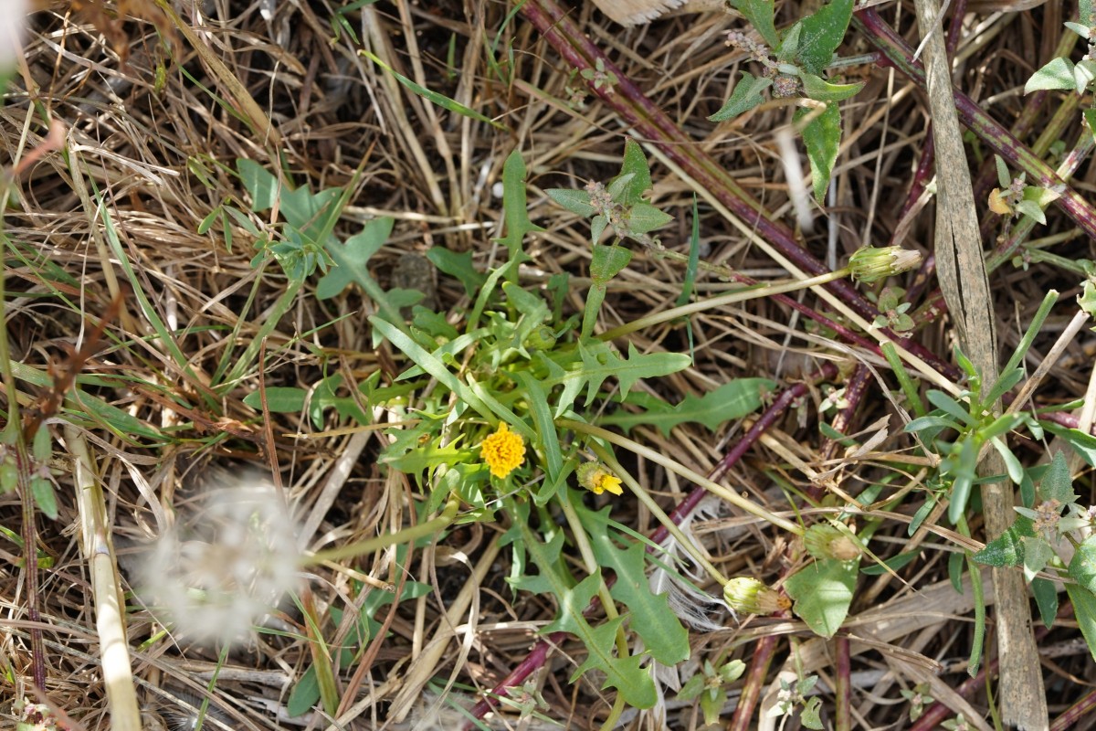 DSC08664.JPG