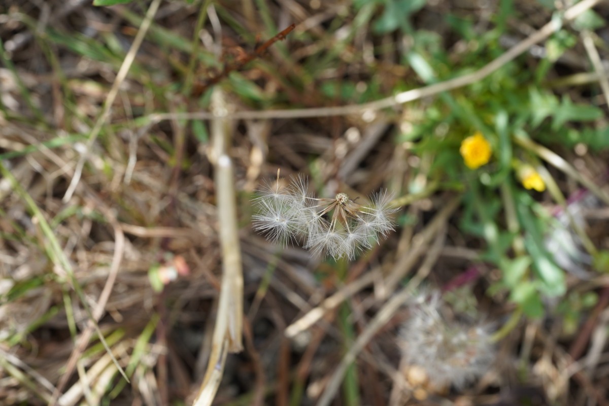 DSC08670.JPG