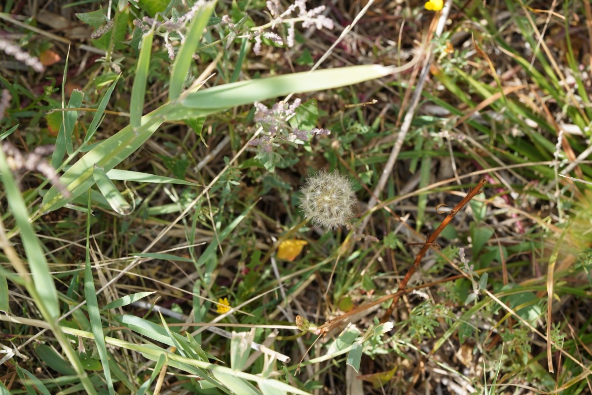 DSC08673.JPG
