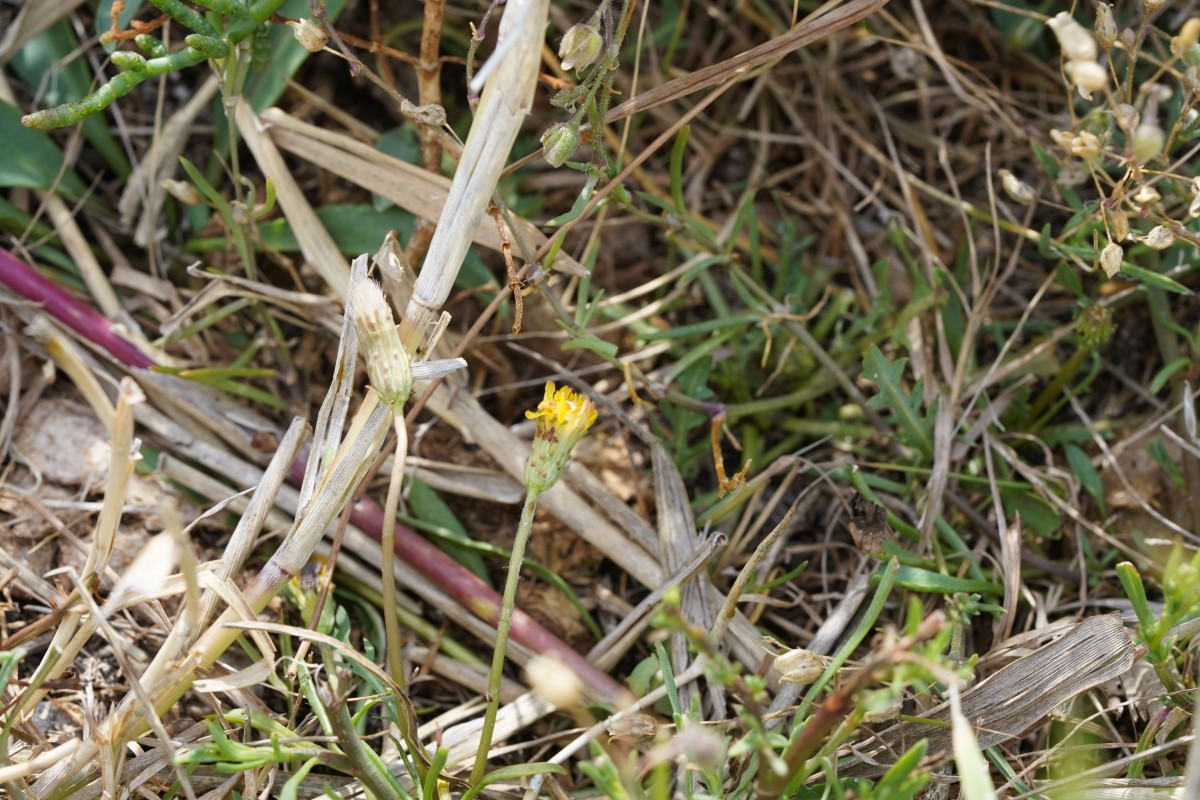 DSC08678.JPG