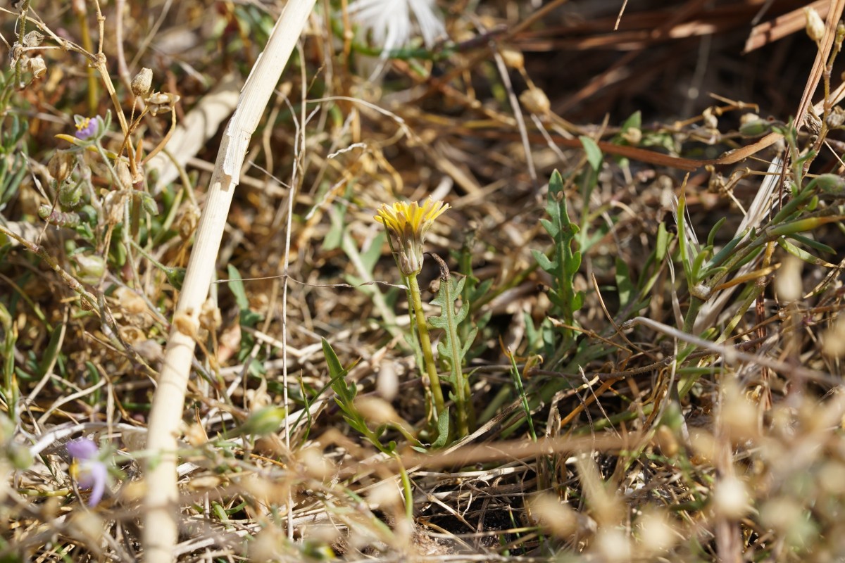 DSC08684.JPG