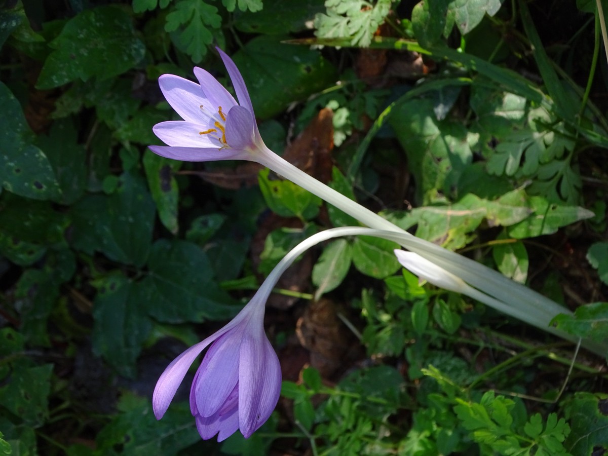 Colchicum.JPG