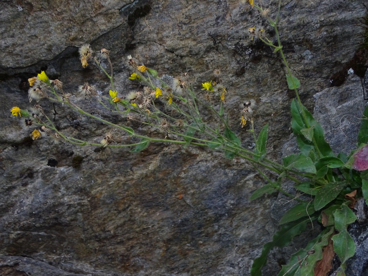 Hieracium (2).JPG