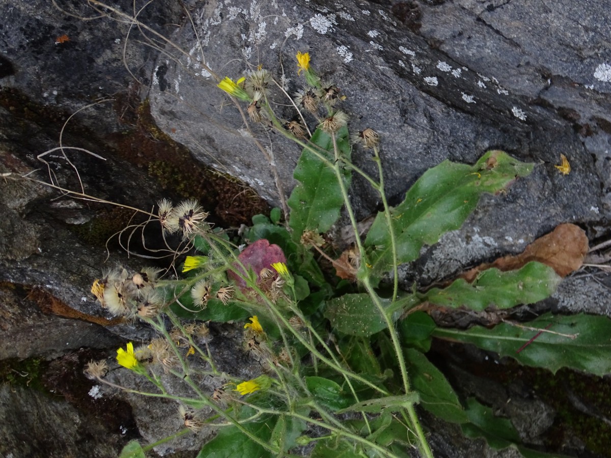 Liguliflorae (1).JPG