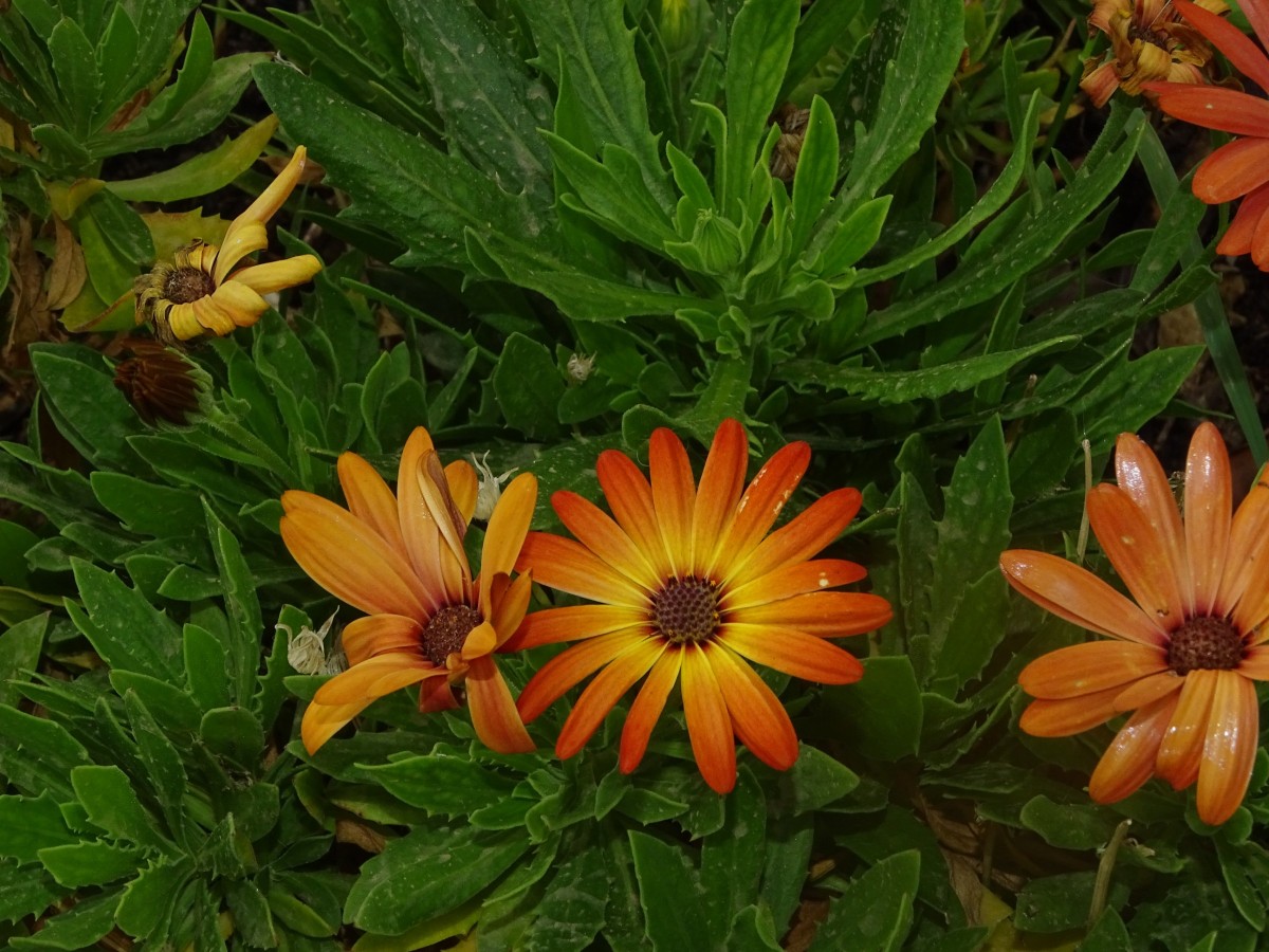 Dimorphotheca.JPG
