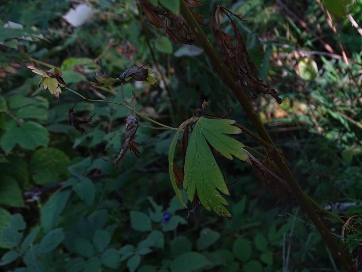 Aconitum 1 (1).JPG