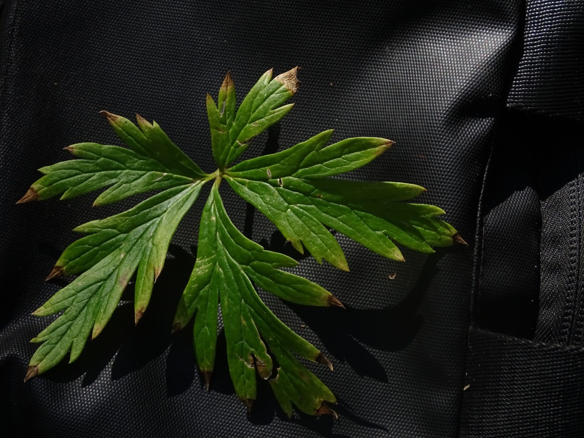 Aconitum 1 (2).JPG