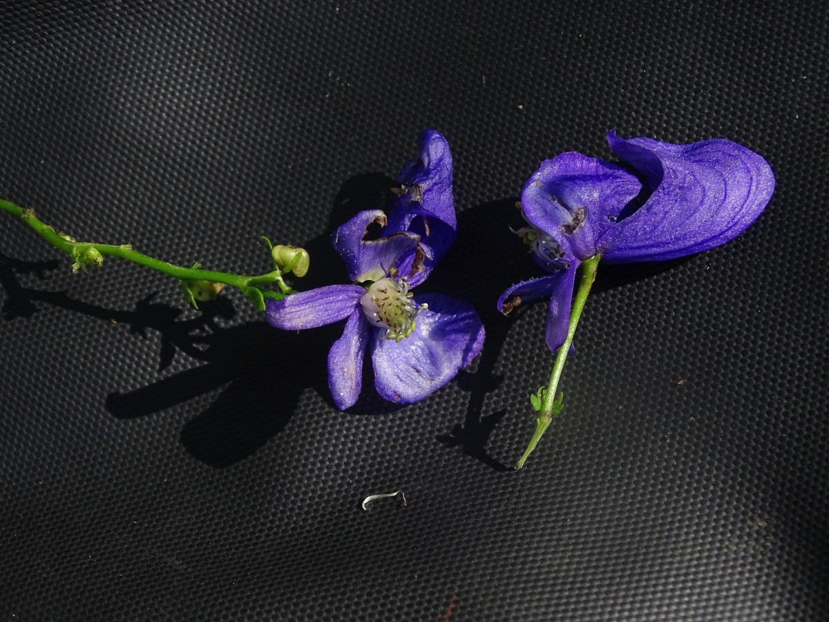 Aconitum 1 (3).JPG