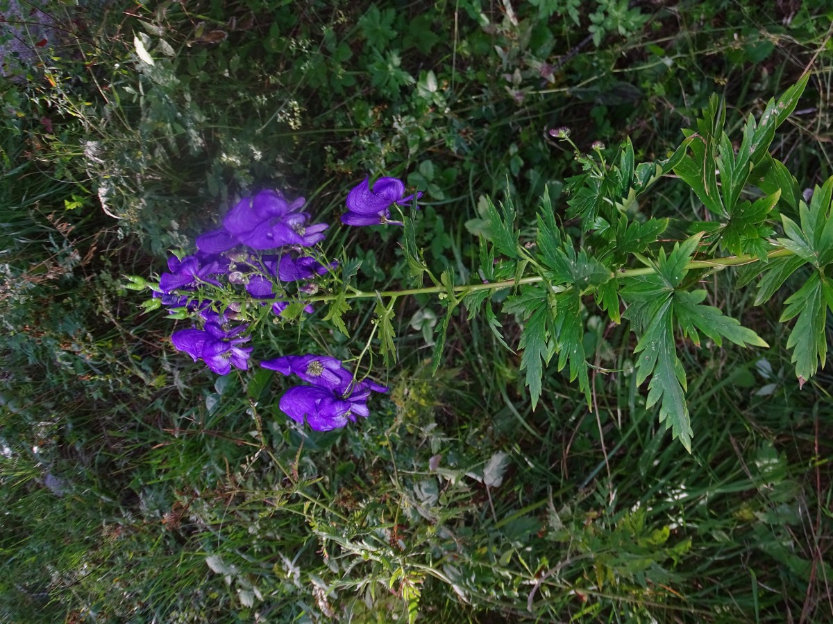 Aconitum 2.JPG