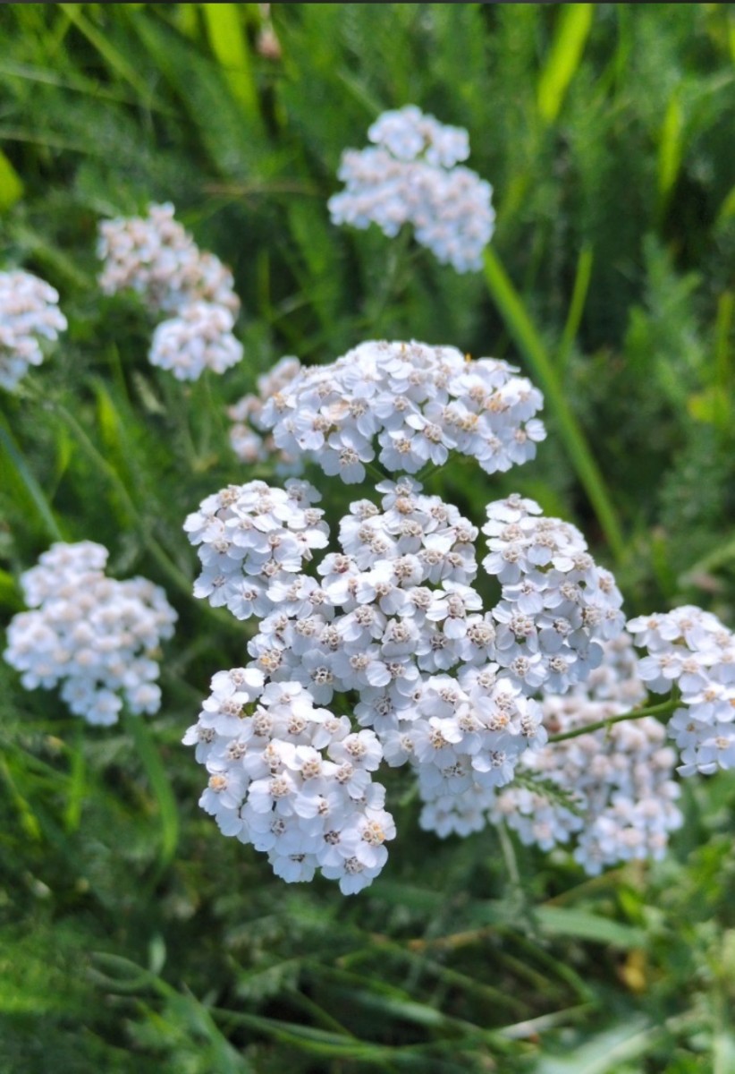 Fundort: Deutschland, Sachsen, Doberschau (bei Bautzen)<br />Habitat: Garten / Rasenfläche<br />Funddatum: 19. September 2026<br />Art / Bestimmung: Echte / Gemeine Schafgarbe (Achillea millefolium)?