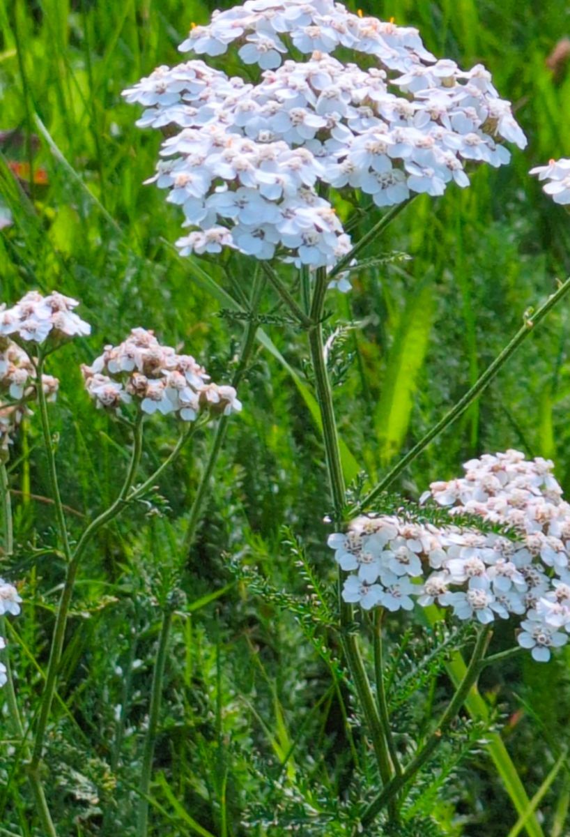 Fundort: Deutschland, Sachsen, Doberschau (bei Bautzen)<br />Habitat: Garten / Rasenfläche<br />Funddatum: 19. September 2026<br />Art / Bestimmung: Echte / Gemeine Schafgarbe (Achillea millefolium)?