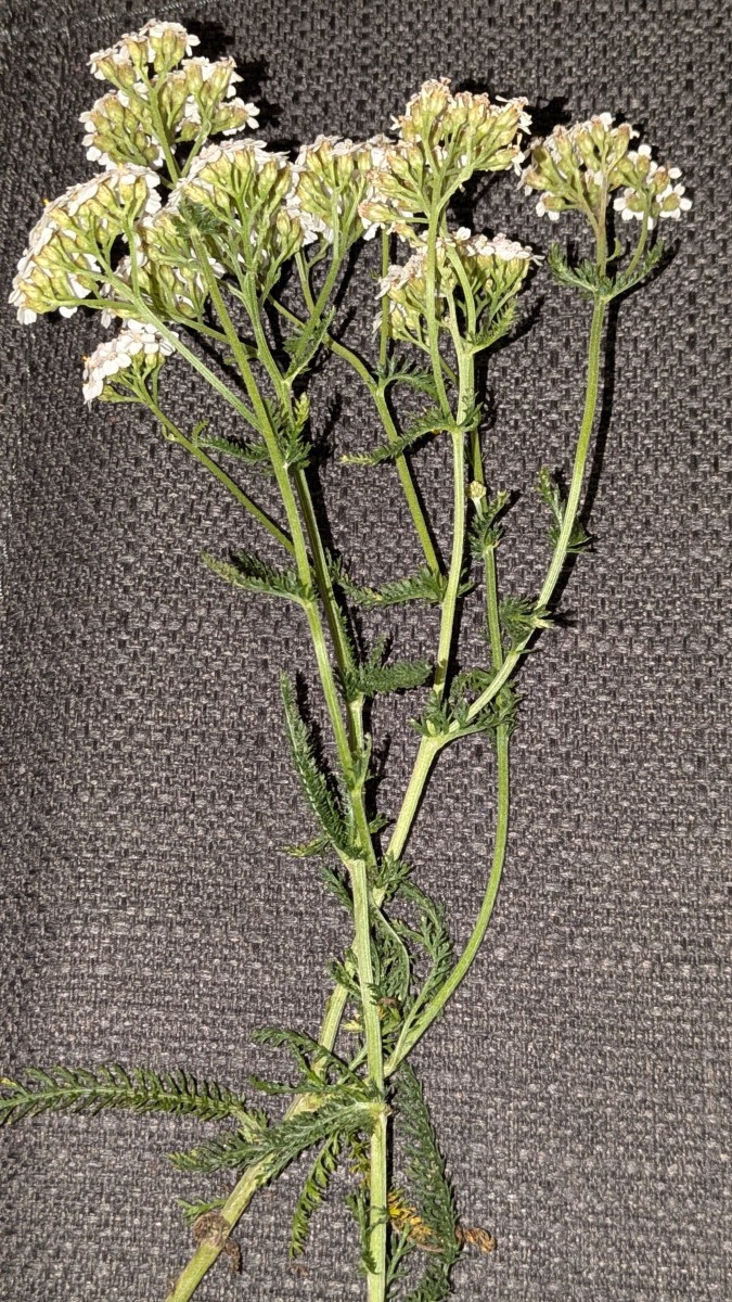 Fundort: Deutschland, Sachsen, Doberschau (bei Bautzen)<br />Habitat: Garten / Rasenfläche<br />Funddatum: 19. September 2026<br />Art / Bestimmung: Echte / Gemeine Schafgarbe (Achillea millefolium)?