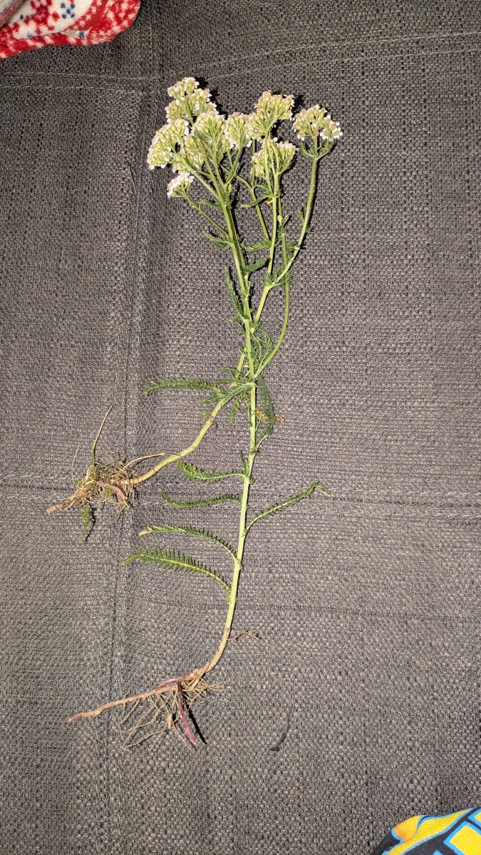 Fundort: Deutschland, Sachsen, Doberschau (bei Bautzen)<br />Habitat: Garten / Rasenfläche<br />Funddatum: 19. September 2026<br />Art / Bestimmung: Echte / Gemeine Schafgarbe (Achillea millefolium)?