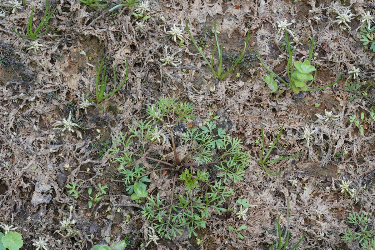 DSC06136.JPG