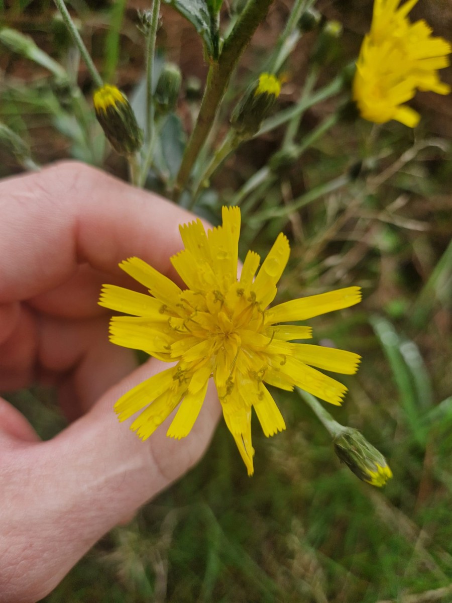 Hieracium_1.jpeg