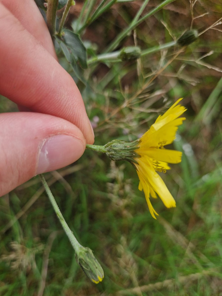 Hieracium_2.jpeg
