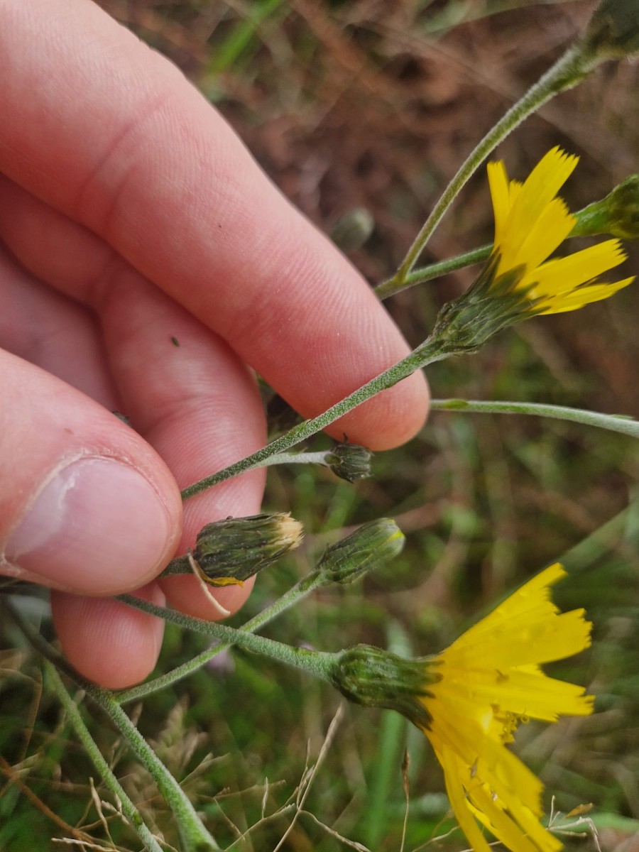 Hieracium_3.jpeg