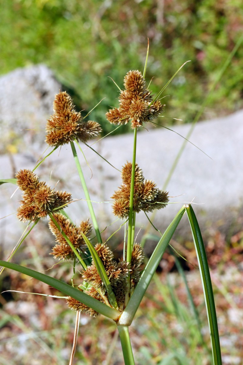 Cyperus glomeratus Maximiliansau Goldgrund A03.JPG