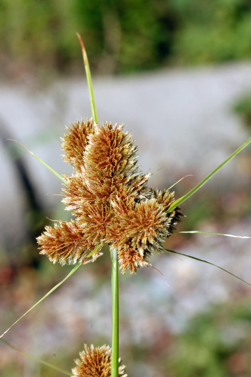 Cyperus glomeratus Maximiliansau Goldgrund A07.JPG