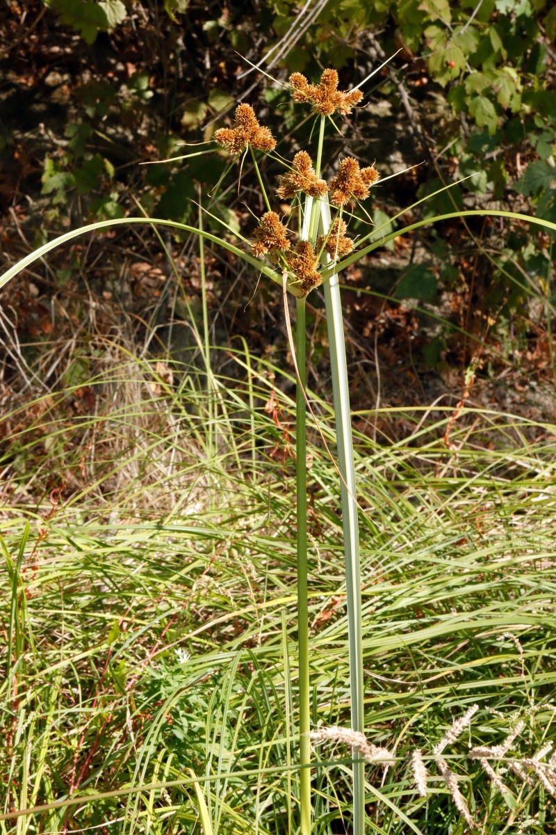 Cyperus glomeratus Maximiliansau Goldgrund A11.JPG