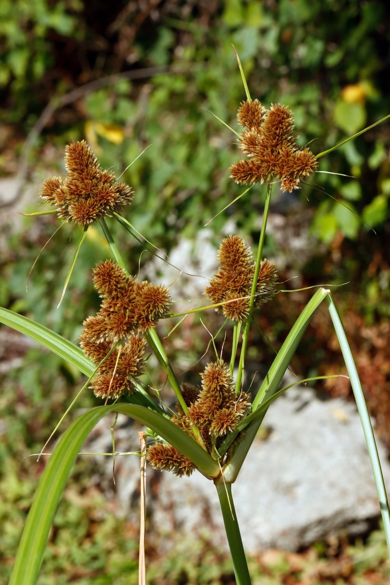 Cyperus glomeratus Maximiliansau Goldgrund A15.JPG