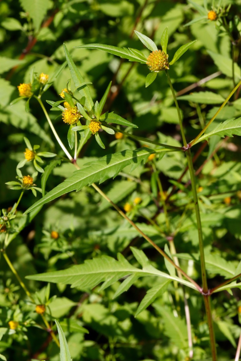 Bidens connata Leopoldshafen Altrhein S Fähre A07.JPG
