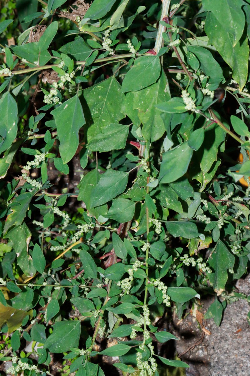 Chenopodium missouriense (cf) Bruchsal Wörthstr A1.jpg