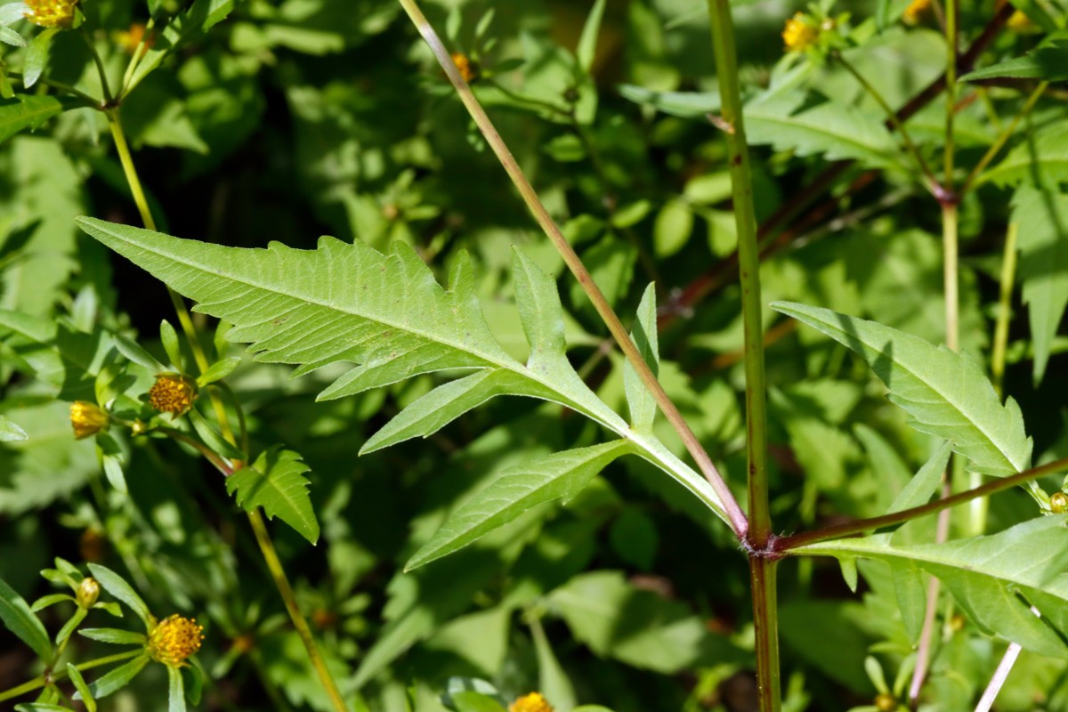 Bidens connata Leopoldshafen Altrhein S Fähre A03.JPG