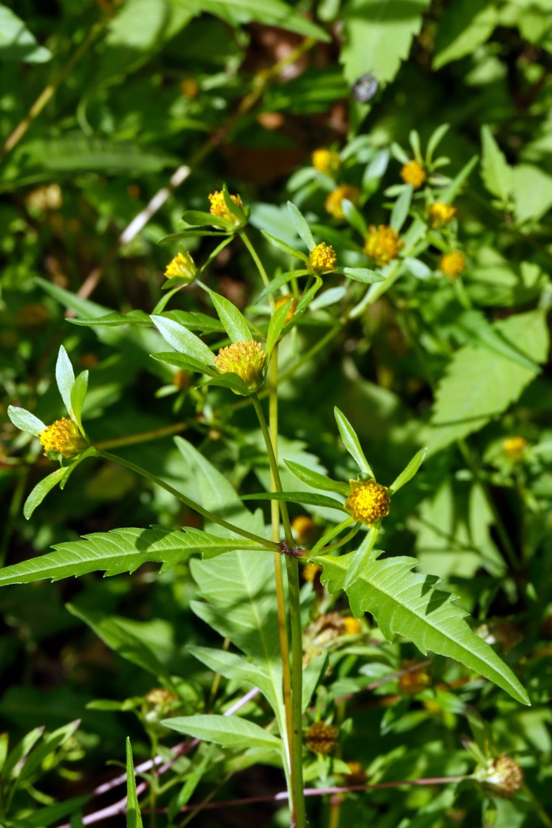 Bidens connata Leopoldshafen Altrhein S Fähre A01.JPG