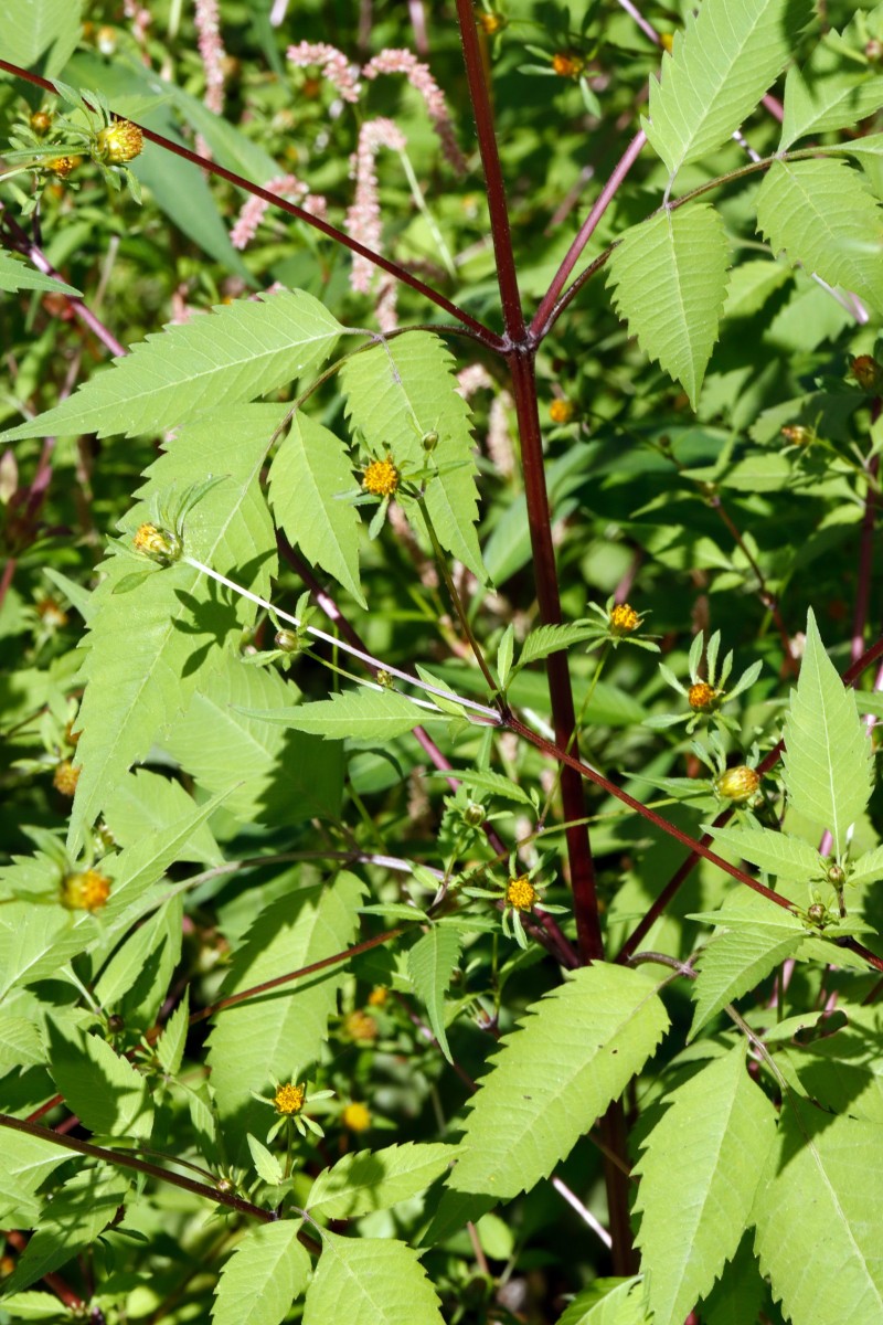 Bidens frondosa Leopoldshafen Altrhein S Fähre A01.JPG