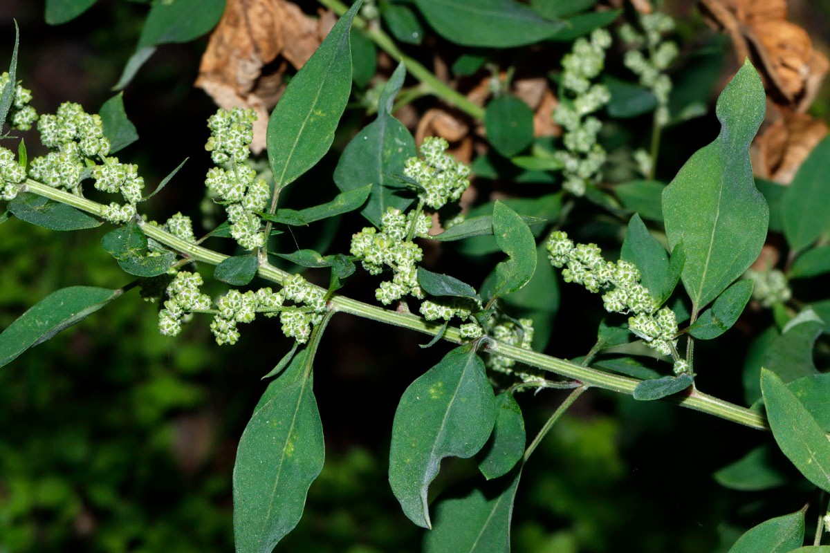 Chenopodium missouriense (cf) Bruchsal Wörthstr A4.jpg