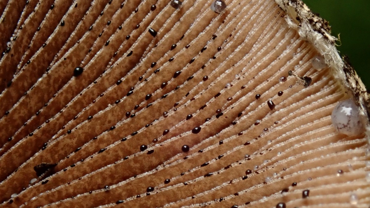 Lacrymaria lacrymabunda-b.jpg